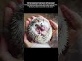 Hedgehog secrets astonishing discoveries