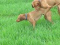 Dog Breeding: Magyar Vizsla  Saar en Chivas