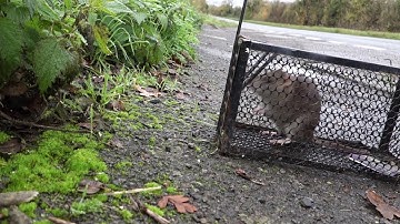 Releasing a rat from a cage trap