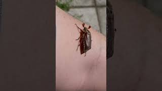 The Cockchafer Beetle - The Maybug #Shorts