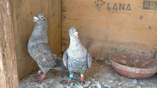 Palomas Mensajeras Isart 8