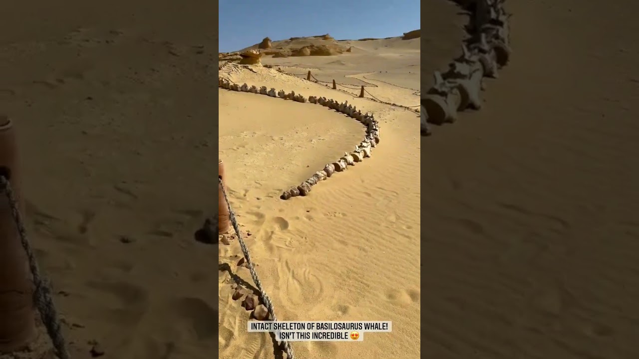 Intact skeleton of basilosaurus whale 