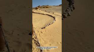 Intact Skeleton Of Basilosaurus Whale