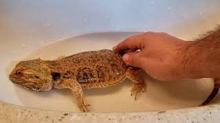 Neglected Dying Bearded Dragon RESCUE Day 5 | BATH TIME And MORE FEEDING