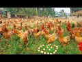 Organic chicken farming for sustainable agricultural production