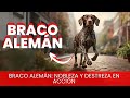 Braco Alemán de Pelo Corto / Raza de Perro