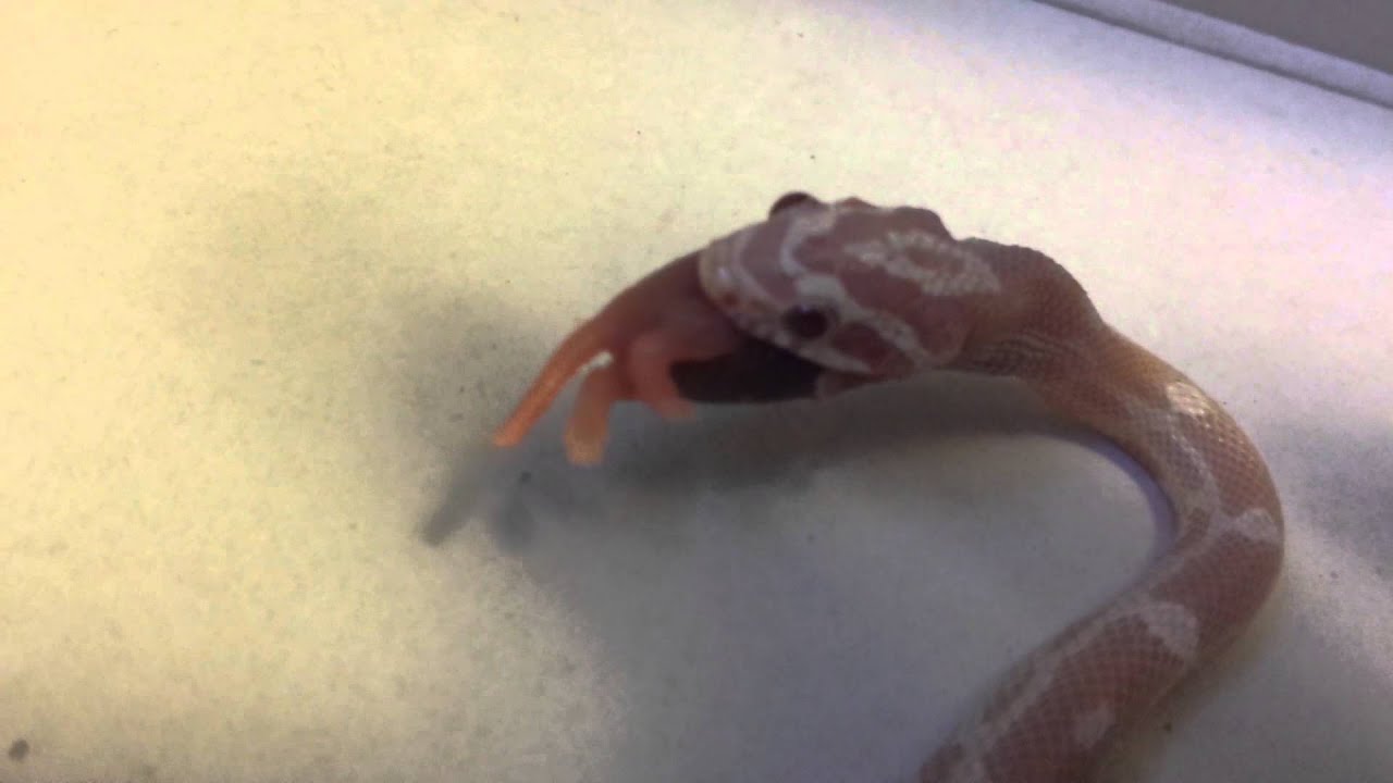 camera iphone 8 plus apk Feeding my Snow Corn snake #5