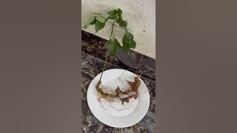 2 củ sâm rừng 45 gam mời các bác 0377965679 e Nguyệt nhé