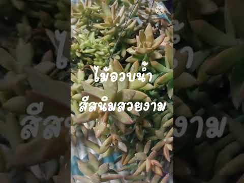 วีดีโอ: Sedum Plants: ปลูก Sedum ในสวน