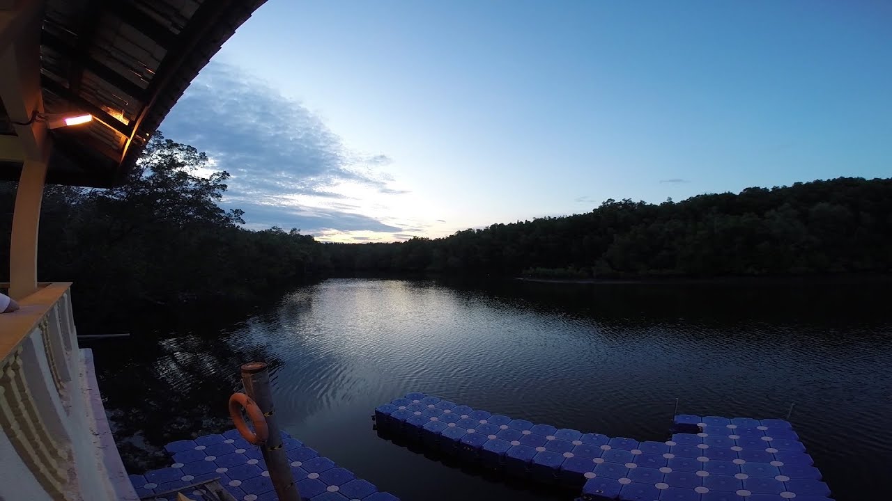Cherating Fireflies Watching by Mr Hafiz - YouTube