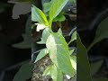 poton9 pucuk pada tanaman cabe #garden #caramerawattanaman #gardening