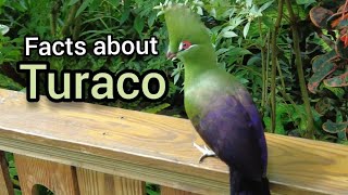 Facts about Turaco