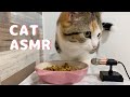 【ASMR】🎧カリカリを食べる子猫の咀嚼音🐈【短足ミヌエット】￤Cat eating sound.