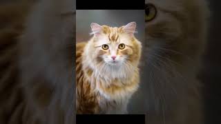 Adoption photos of cats! #cat #catvideos #photography #photographylovers #artist #catlover #cats