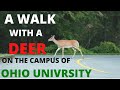 Students Share Campus with Deer ||Ohio University|| TFE