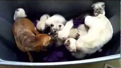 Watch the video about Dog helps care for 3 week old Siamese Kittens