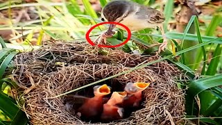 Bar-winged prinia Birds' bring worms to feed their babies#birds