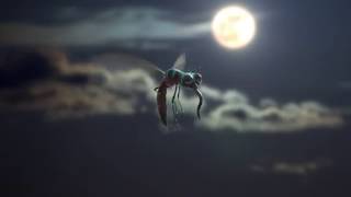 Perjalanan nyamuk/Rengit mosquito mati 🤣 tilar dunia.