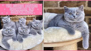 British Shorthair Cats: Adorable Compilation