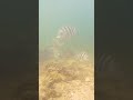 Underwater Encounter: Sheepshead Spectacle at South Skyway Pier | GoPro 7 Black Footage