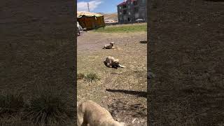 Dayi Ağa Ve Leon Oğulari Satilik Di̇r