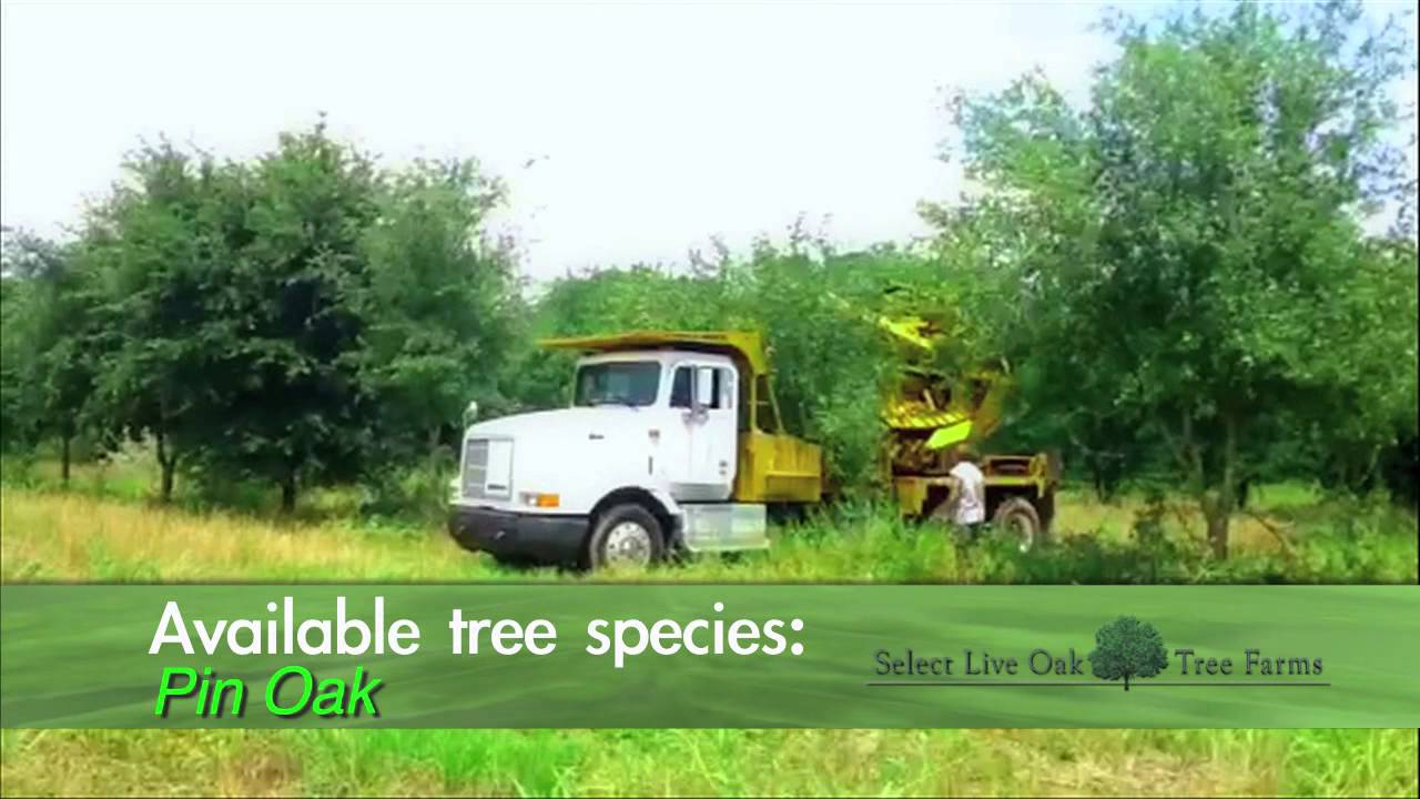 Select Live Oak Tree Farms in ShreveportBossier City, Louisiana YouTube