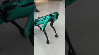 Cool robot dog walking around