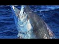 Fishing:Unbelieveable catch@ 96 Kilos of blue marlin, less than 1 hour.