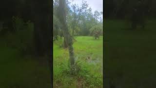 noisey nature