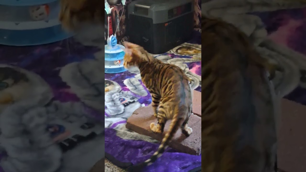 My New Cat "Hercules" 10/25/2025 🐅