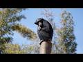Chimpanzee Civil War: What We Can Learn | chimp | conflict | science news