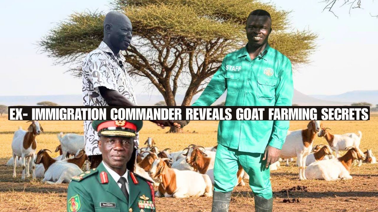 Retired Ghana Immigration Regional Commander Reveals Goat Farming Secrets.