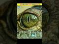 दुनिया के सबसे खतरनाक पालतू जानवर 😱🤯 || Most Dangerous Pets In The World 😱 || #shorts #viral #animal