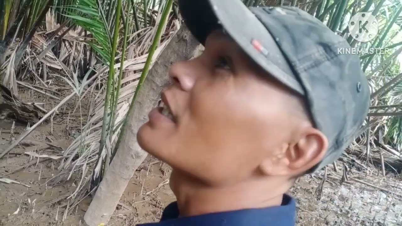 săn bắt rừng bần gặp tổ ông quá hung