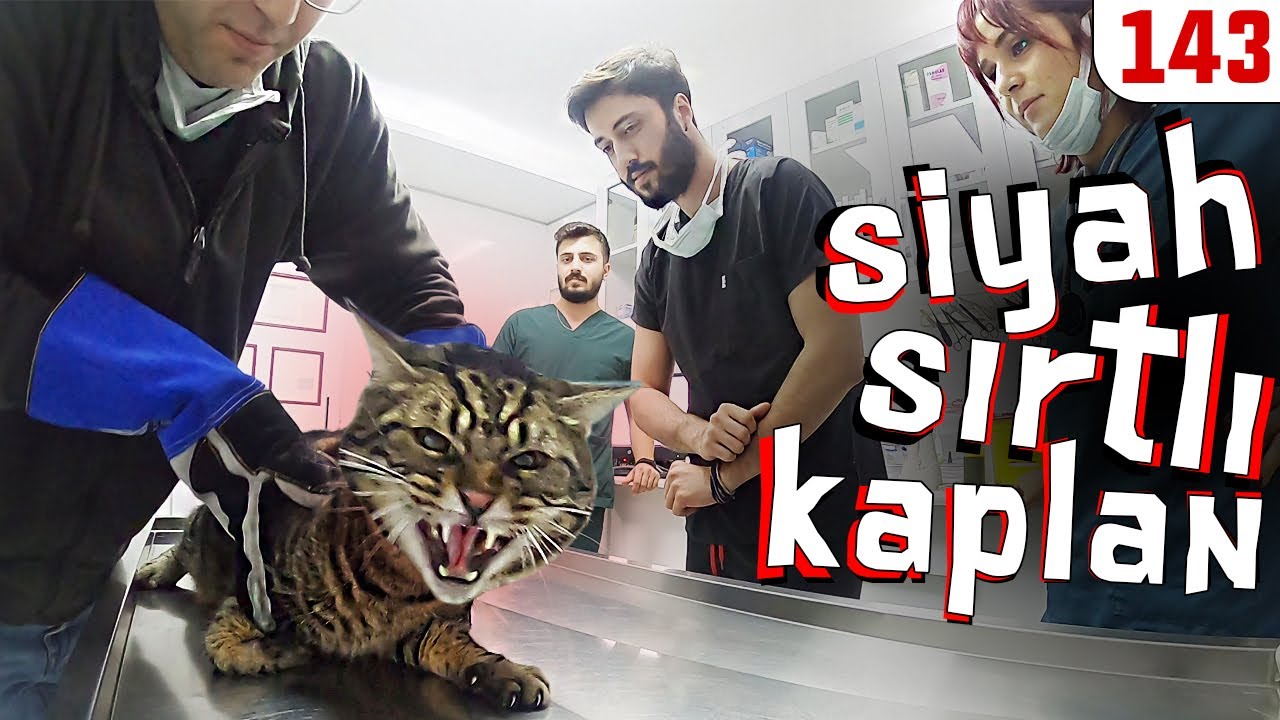 Yine Defalarca Isırıldık 😩 Siyah Sırtlı Tekir - Yine TIRTIL  ►AÇIKLAMAYI OKU @DoBiDa 143