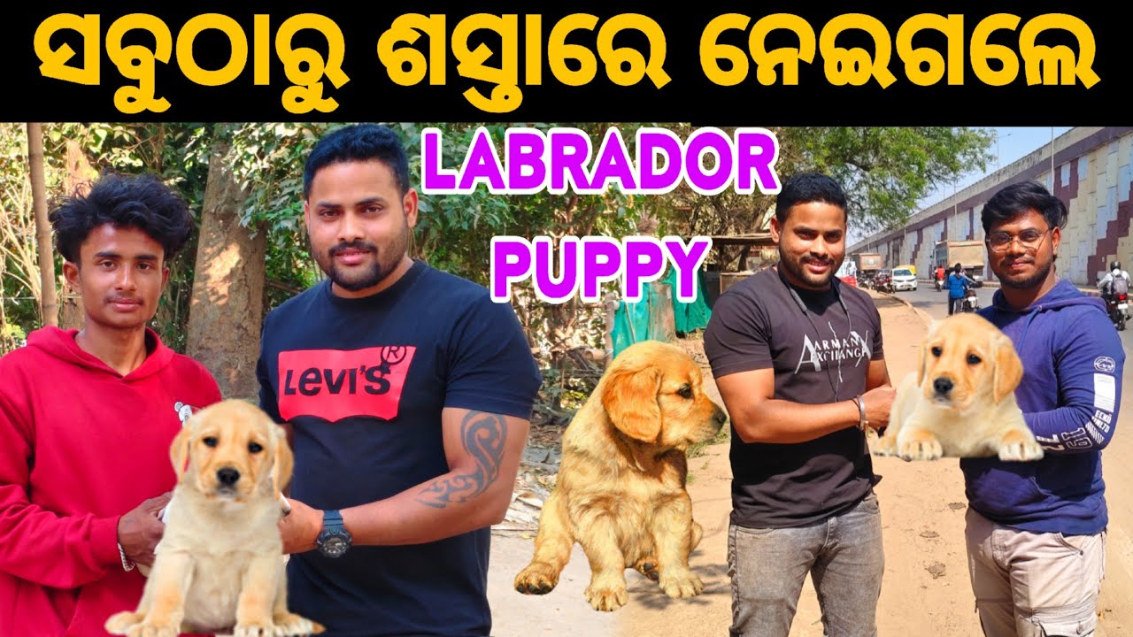 ସବୁ ଠାରୁ ଶସ୍ତାରେ ନେଇଗଲେ LABRADOR PUPPY 😍🦮 ||CHIKU-PET-VLOGS || ODIAVLOG || DALYVLOG ||