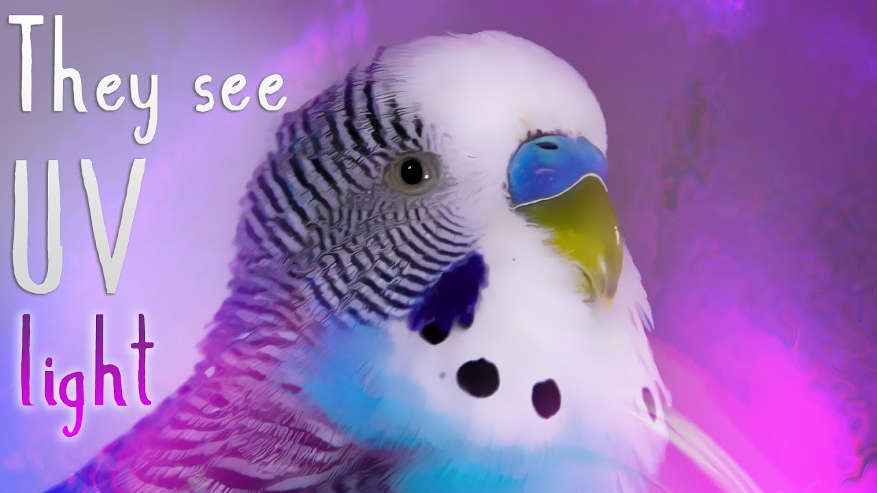 parakeet vision