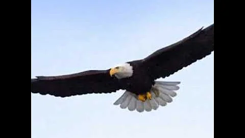 Fly High Like an Eagle-Gary Grubbs-Blackmont