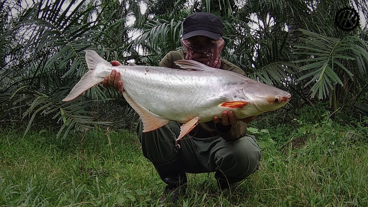 REZEKI SIANG DAN MALAM DI SG SELANGOR.