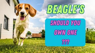 Beagle, SHOULD you own one? by PuppyNation 699 views 1 year ago 2 minutes, 52 seconds