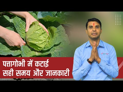 पत्तागोभी में कटाई का उचित समय!  - पत्तागोभी में कटाई का उचित समय! 