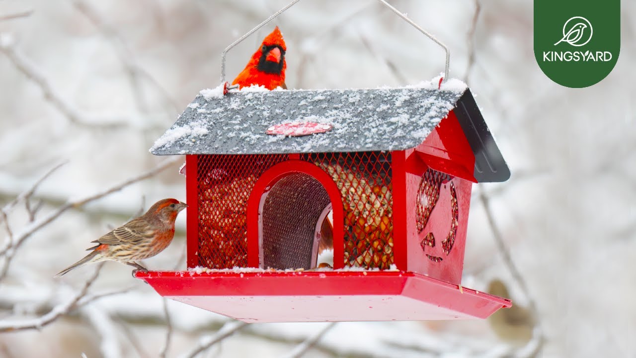 Kingsyard Hopper Bird Feeder | Best Bird Feeder to Attract Backyard Birds | Watching Birds