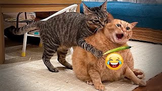 Best Cats and Dogs Videos ❤ Funny Animal Moments 2024 #16