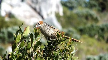Cape Grassbird Singing