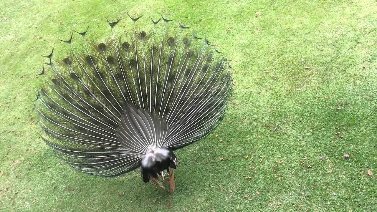 Existe Algum Ritual De Acasalamento Do Pavão