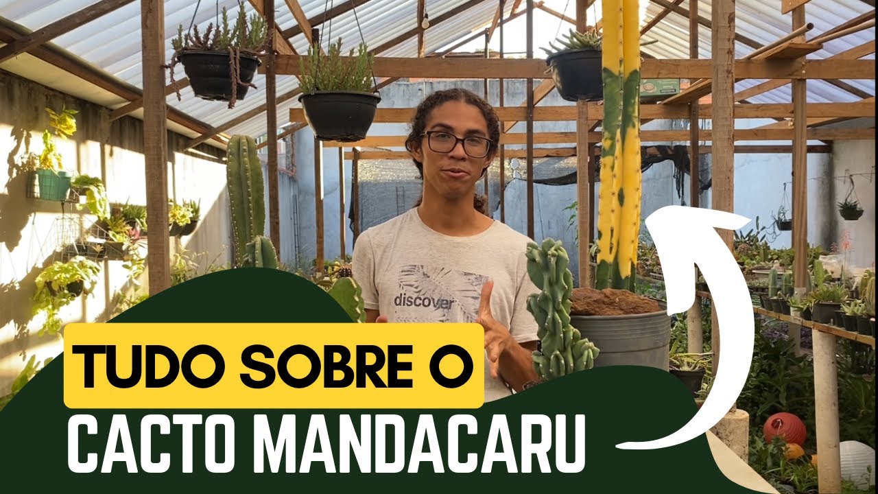 Tudo sobre o Cacto Mandacaru 🌵 