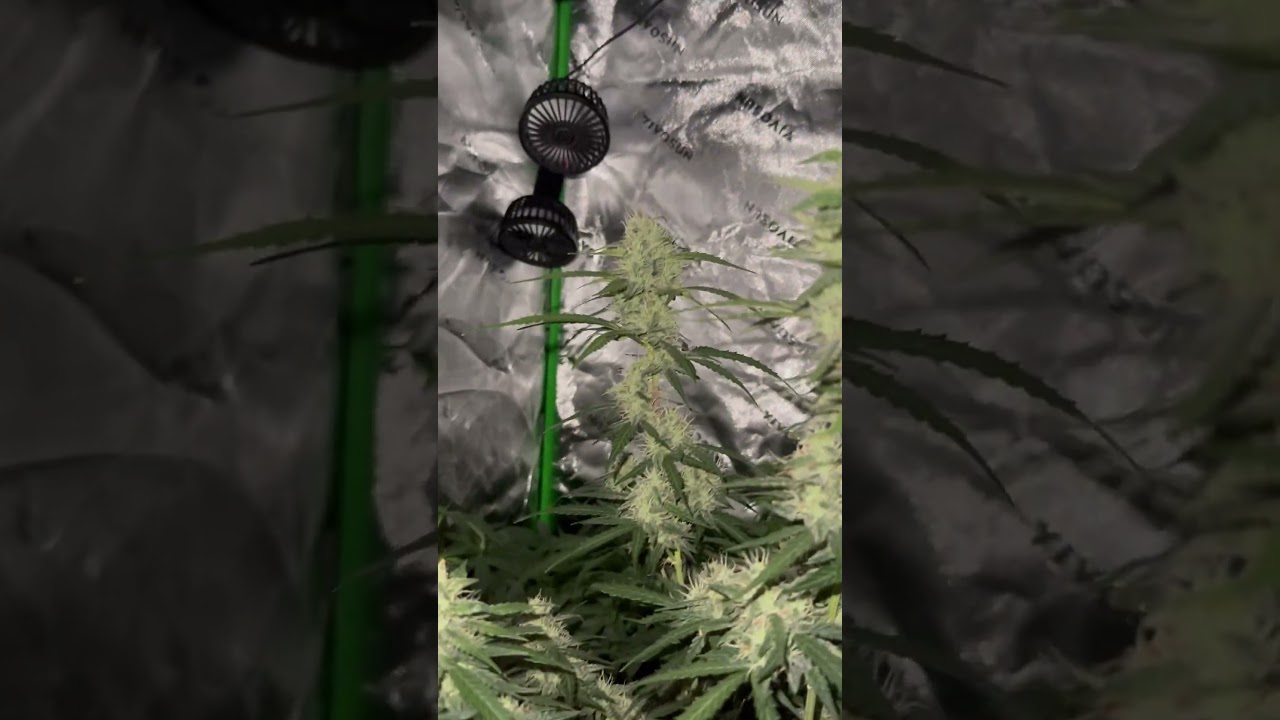 Royal Cookies 🍪⚡️ German Indoor Grow🇩🇪🍁 