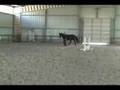 Training gaited endurance horse for vet check trot out