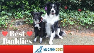Teach Your Dog To Pet (or hug) Another Dog With "Best Buddy"
