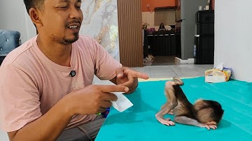 The Cute behavior of the newborn baby monkey Milo when defecating, so weird😊😊